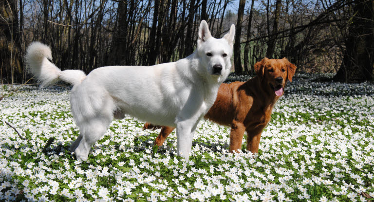 Kaksi koiraa seisoo kukkakedolla