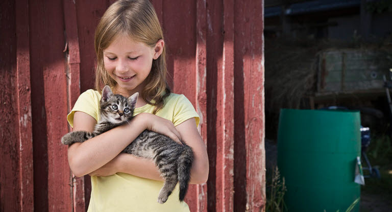 Kissa lapsen sylissä.