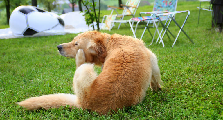 Koira raapii itseään nurmikolla.